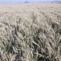 گندم آبی اوکلید