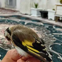 جوجه سهره