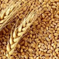 سلام گندم جون دار وبومی کسی خواست درخدمتیم