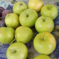 سیب تابستانی، آلو بخارا