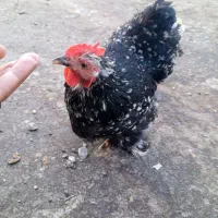 خروس و مرغ تخمگذار نژاد دار کوشین   جوجه عادتی