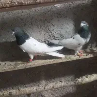 چهار جفت کفتر درجه یک