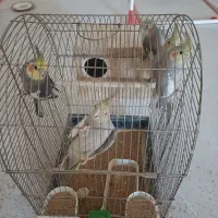 عروس هلندی 5 عدد باهم