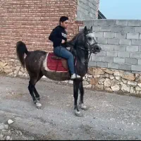 اسب|اسب و تجهیزات اسبسواری|ارومیه, |دیوار