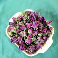 غنچه گل محمدی تازه و دست چین