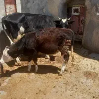 گاوشیری با گوساله ، آبستن