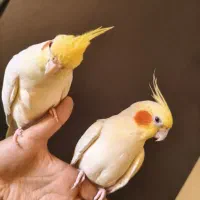 عروس هلندی جفت نر مست