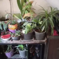 گل های زیبا بصورت یکجا وتکی