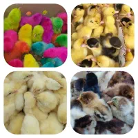 فروش عمده انواع جوجه