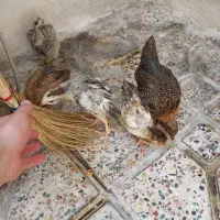 جوجه رسمی ۳ ماهه گلپایگانی و کاکلی