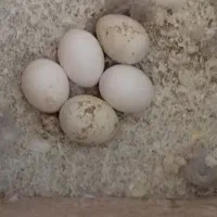عروس هلندی