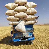 خریدار کاه گندم و جو