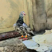 جفت کفتر سار عطیقه ، قره سوری
