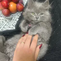 بچه گربه چهار ماه