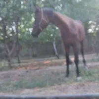 اسب|اسب و تجهیزات اسب‌سواری|چهارباغ, |دیوار