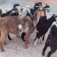 ۷عدد بز نر