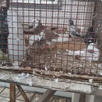 ده کبوتر به همراه قفس