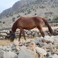 مادیون|اسب و تجهیزات اسبسواری|اندیکا, |دیوار