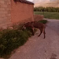 اولاغ نر گله ای یک ساله