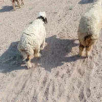 گوسفند و بره