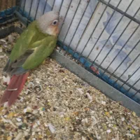 طوطی گرنچیک