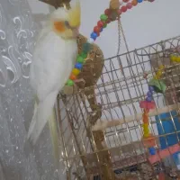 عروس هلندی گم شده با قفس پایین تر از مسجد آل یاسین