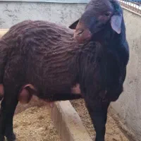 قوچ‌ افشاری ۱۵ماهه کار بلد