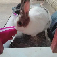 خرگوش