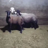 میش داشتی درجه یک