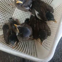 جوجه مینا کام سیاه