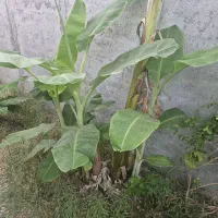 پاجوش موز