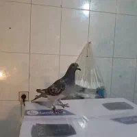 پلاکی اصلی
