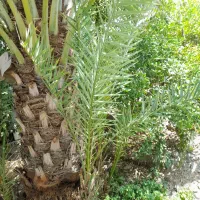 فروش فسیل زاهدی