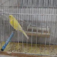 قناری ماده زرد درشت|پرنده|یزد, |دیوار