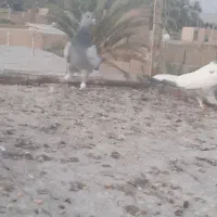 کبوترسینه سبز