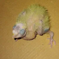 یک جفت عروس هلندی با ۴عددجوجه و قفس