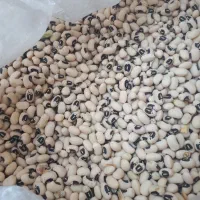 لوبیا چشم بلبلی