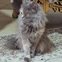 واگذاری گربه پرشین اسکاتیش موبلنده زیبا