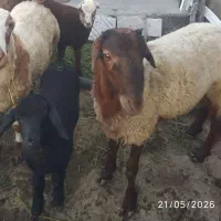 گوسفند