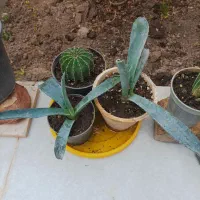 گلدان‌ها دانه ای۳۵