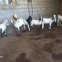 بز غاله