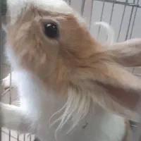 خرگوش رام ۵ ماهه
