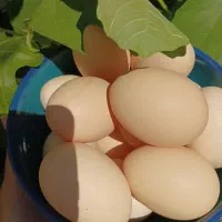 تخم مرغ محلی