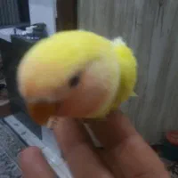 جوجه طوطی برزیلی 4ماهه دونه خوره