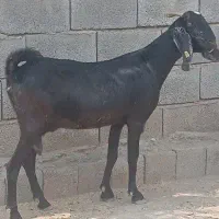 بز .گیسه. پاکستانی چاق