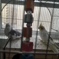 عروس هلندی نرو ماده