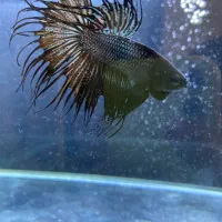 فایتر کرونتیل بلک