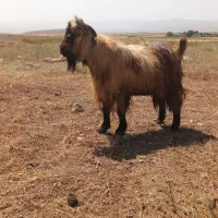 بز نر|حیوانات مزرعه|نیر (اردبیل), |دیوار