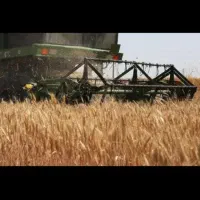 گندم دیم قوچاق قوچاق