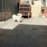 سگ پشمالو